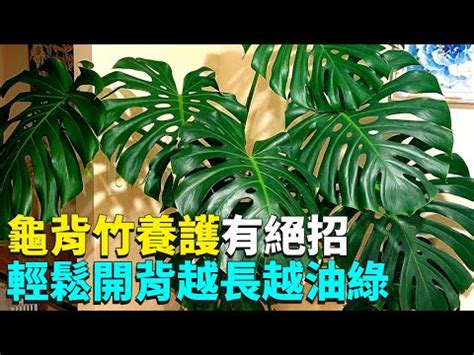 龜背芋可以放室內嗎|龜背芋可以養在室內嗎？探索這株美麗植物的室內養護指南